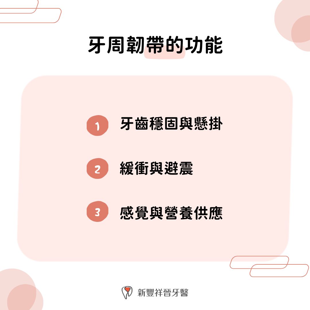 牙周韌帶的功能